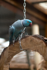 Blue Indian Ringneck Parakeet on Wooden Swing