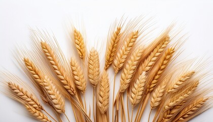 golden wheat stalks at the bottom of the frame isolated on white background ears of golden wheat isolated on white background
