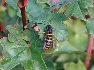 The common wasp (Vespula vulgaris), drone walking on green foliage