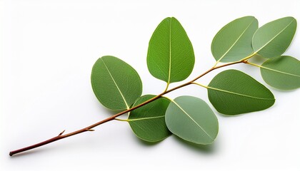eucalyptus leaves on a branch isolated on white background fresh eucalyptus sprig isolated on white background