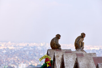 Two monkeys are perched on a rooftop ledge, observing the city below. In the background, the sprawling cityscape of Katmandu stretches into the hazy distance.