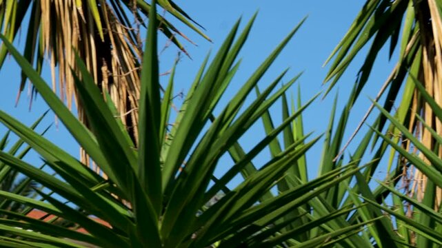 A detailed close-up of a Pandanus plant featuring long, strap-like green leaves arranged spirally and clusters of spiky, pineapple-like green fruits hanging from sturdy brown branches.