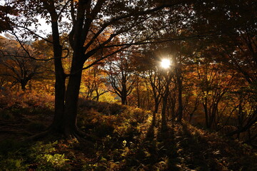 秋の山歩き