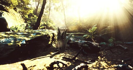 Bright rays of sunlight pierce through the green canopy in a tranquil forest. Vibrant plants and moss covered rocks create a peaceful atmosphere in this lush environment.