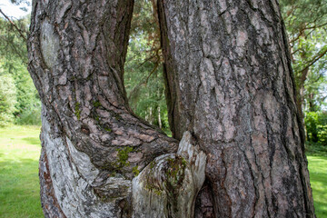 Durrockstock Park, Paisley. Scotland, UK. A Local Nature Reserve which is a refuge for wildlife. An old reservoir provides a variety of habitats for birds and amphibians. A former industrial area. 