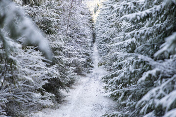 winter landscape with frozen trees with hoarfrost