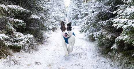 Obraz premium white shepherd dog in winter landscape with frozen trees