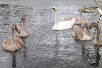 Young swans in Durrockstock Park. Scotland, UK. A Local Nature Reserve which is a refuge for wildlife. An old reservoir provides a variety, habitats, birds and amphibians. A former industrial area. 