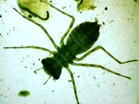 Aquatic insect larva ona microscope glass