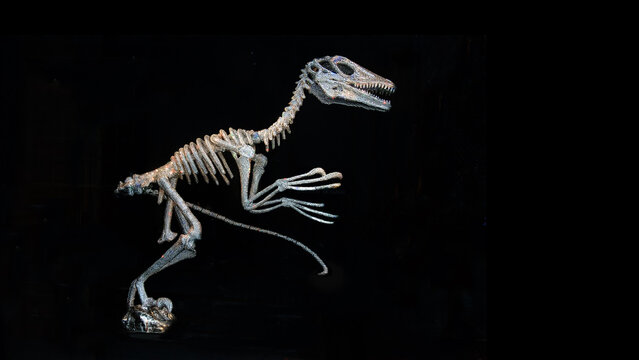 skeleton of a dinasaur