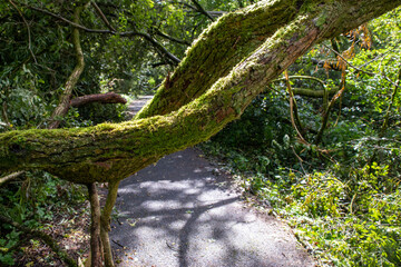Durrockstock Park, Paisley. Scotland, UK. A Local Nature Reserve which is a refuge for wildlife. An old reservoir provides a variety of habitats for birds and amphibians. A former industrial area. 