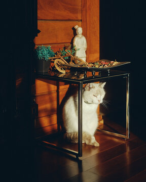 cat sitting in the sun