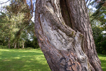 Durrockstock Park, Paisley. Scotland, UK. A Local Nature Reserve which is a refuge for wildlife. An old reservoir provides a variety of habitats for birds and amphibians. A former industrial area. 
