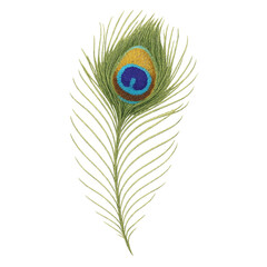 Vibrant peacock feather isolated on transparent background.