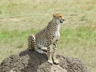 cheetah on a rock