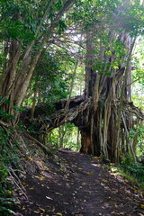 Root cave in forest