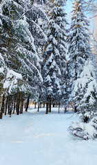 Winter forest with pine trees and snow