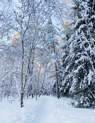 Winter forest with pine trees and snow