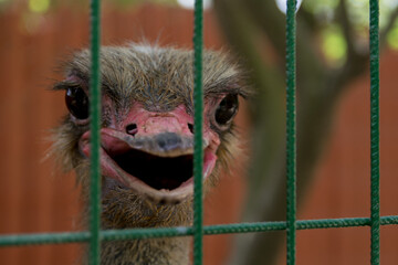 close up of a ostrich