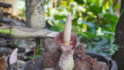 Amorphophallus bulbifer is commonly called Voodoo Flower or Devil's Tongue