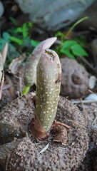 Amorphophallus bulbifer is commonly called Voodoo Flower or Devil's Tongue