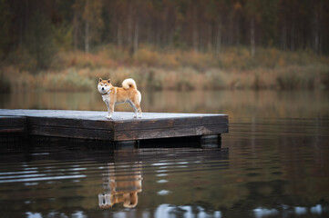 Shiba Inu dog standing on wooden dock at calm lake with reflection