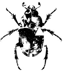 Fototapeta premium Beetle illustrates detail in graphic design