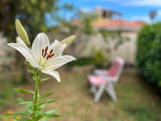 Fototapete bei efototapeten.de bestellen   