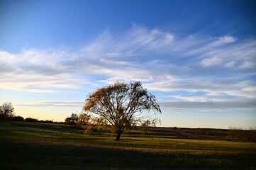 Obraz premium Cloudy Sky Over Trees in a Field
