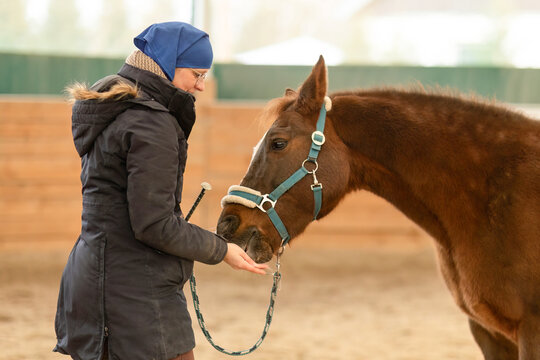 Woman feeding a brown horse with a treat during groundwork training in an indoor riding arena