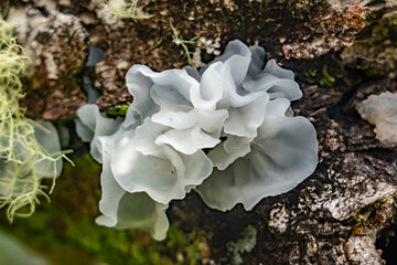Tremella fuciformis is a species of fungus; it produces white, frond-like, gelatinous basidiocarps (fruiting bodies). Mauʻumae Ridge Trail (Puʻu Lanipō), Honolulu, Oahu, Hawaii. Koʻolau Range