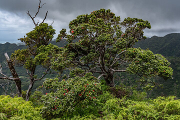 Metrosideros polymorpha, ʻōhiʻa lehua, is a species of flowering evergreen tree in the myrtle family, Myrtaceae. Mauʻumae Ridge Trail (Puʻu Lanipō), Honolulu, Oahu, Hawaii. Koʻolau Range