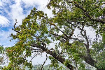 Santalum freycinetianum, the forest sandalwood, Freycinet sandalwood, or ʻIliahi, European mistletoe family, Santalaceae. Mauʻumae Ridge Trail (Puʻu Lanipō), Honolulu, Oahu, Hawaii. Koʻolau Range