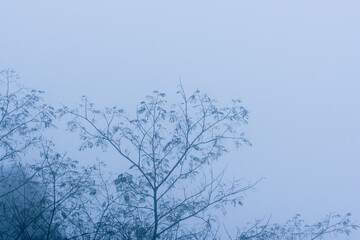 秋の山　霧に覆われた木々02