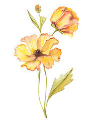 Watercolor hand-drawn illustration. Field herb - yellow tender flower isolated on white