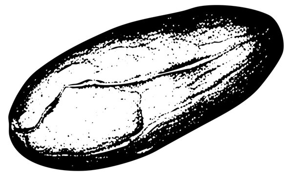 Loaf of bread illustrates texture for bakery advertising