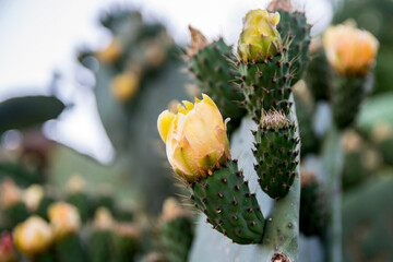Blooming Prickly Pear Cactus Flowers &ndash; Close-Up Yellow Blossoms