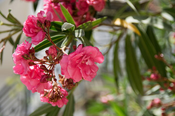 Vibrant Pink Oleander Flowers in Full Bloom &ndash; Close-Up
