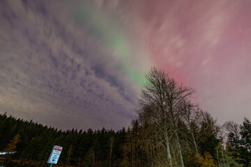 Aurora over the trees