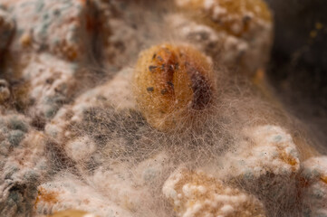 Macro shot of white mold spores growing on rotten diced food. Close-up of disgusting fungal texture on spoiled organic waste, representing decay, bacteria and contamination, selective focus