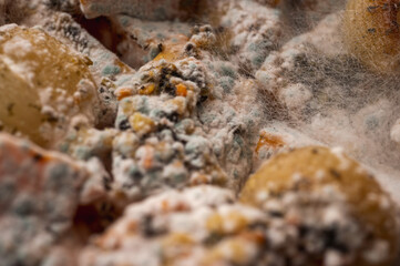 Macro shot of white mold spores growing on rotten diced food. Close-up of disgusting fungal texture on spoiled organic waste, representing decay, bacteria and contamination, selective focus