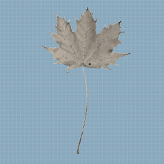 Vintage halftone maple leaf illustration created with black dots on a textured background. Retro botanical vector design element suitable for posters, prints, stickers, and modern graphic artwork.