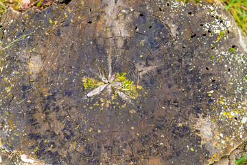 cross section of old stump