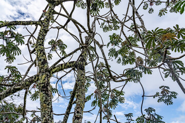 Cecropia obtusifolia is a species of plant in the family Urticaceae.  Mauʻumae Ridge Trail (Puʻu Lanipō), Honolulu, Oahu, Hawaii. Koʻolau Range(windward shield volcano). 