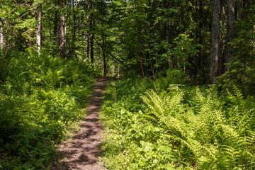 Path in a dense forest. A narrow path among trees and thickets of ferns. Traveling and hiking in forest areas. Ecological tourism and outdoor activities. Summer landscape. Beautiful natural background