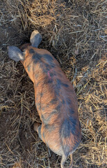 Top-Down View of a Spotted Piglet Resting in Hay