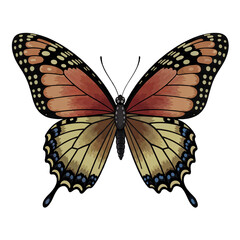 Swallowtail butterfly art. Cartoon illustration isolated on white background.