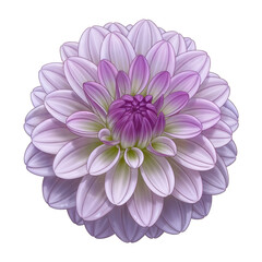 Beautiful dahlia clipart. Cartoon illustration isolated on white background.