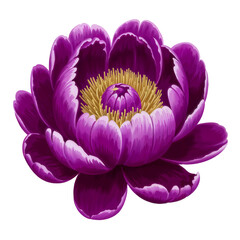 Purple peony clipart. Cartoon illustration isolated on white background.