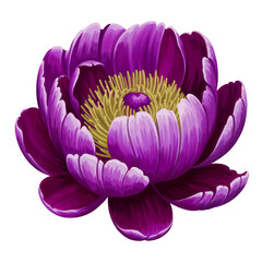 Peony flower clipart. Cartoon illustration isolated on white background.